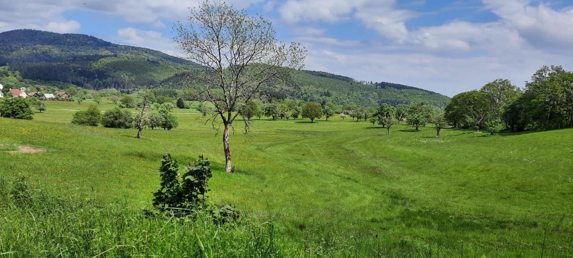 Gite Au Petit Verger Masevaux-Niederbruck Bagian luar foto
